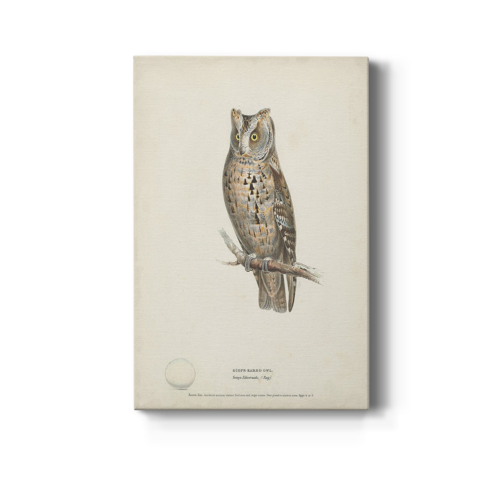 Scops-Eared Owl - Canvas Art Print