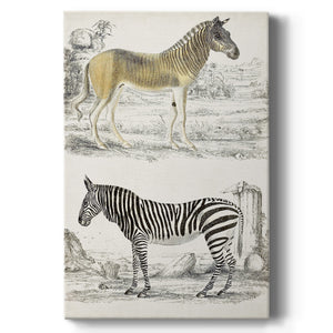 Journal of Natural History I - Canvas Art Print