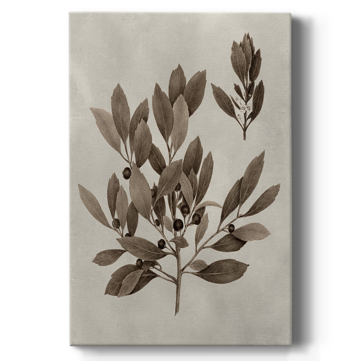 Arbor Specimen IV - Canvas Art Print