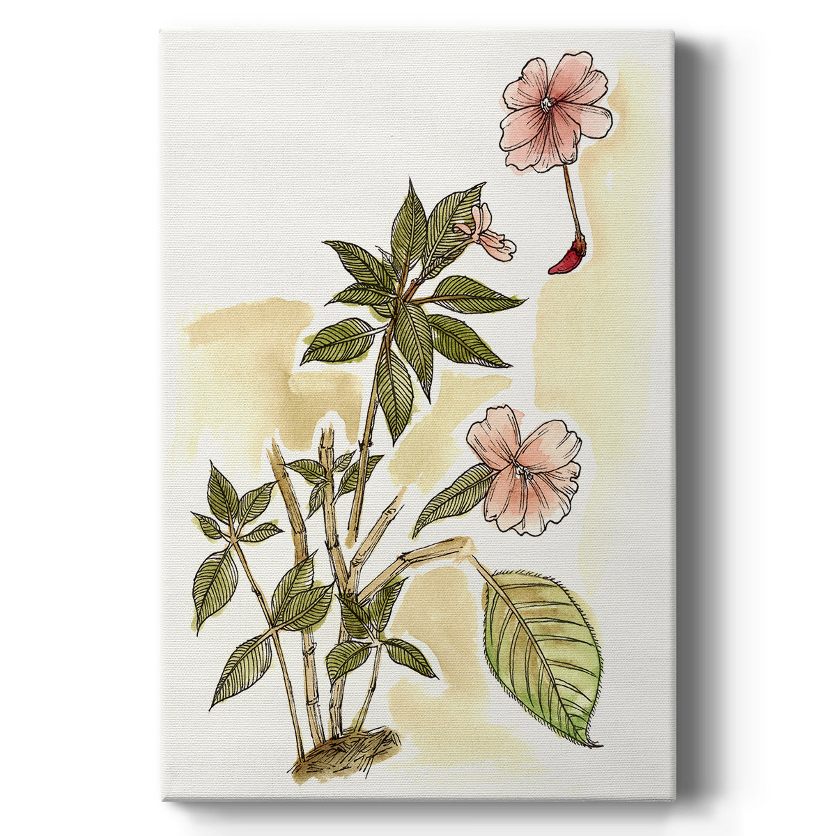 Impatiens Study - Canvas Art Print