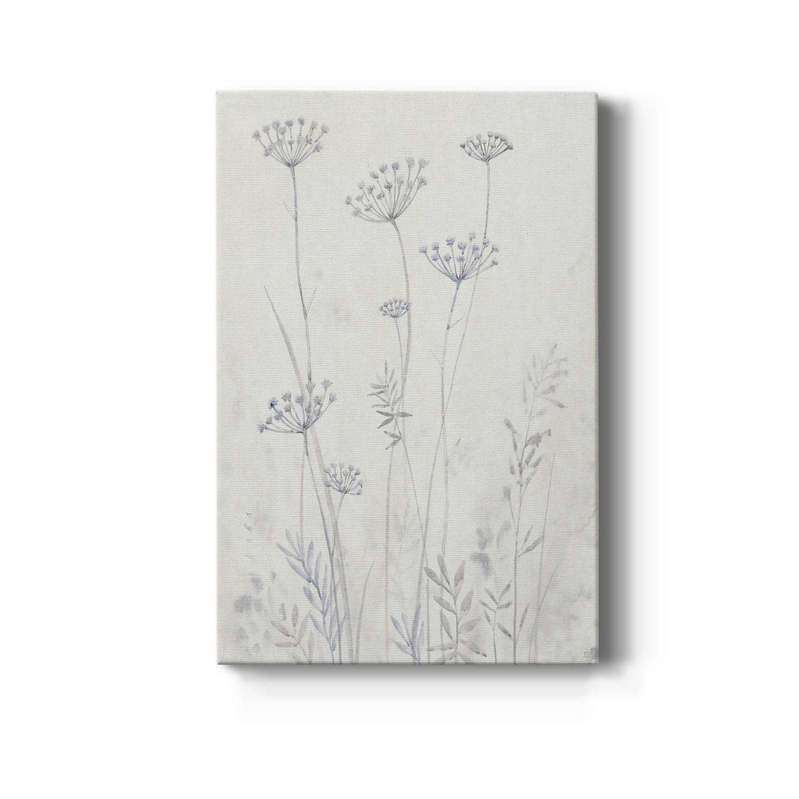 Neutral Queen Anne's Lace II - Canvas Art Print
