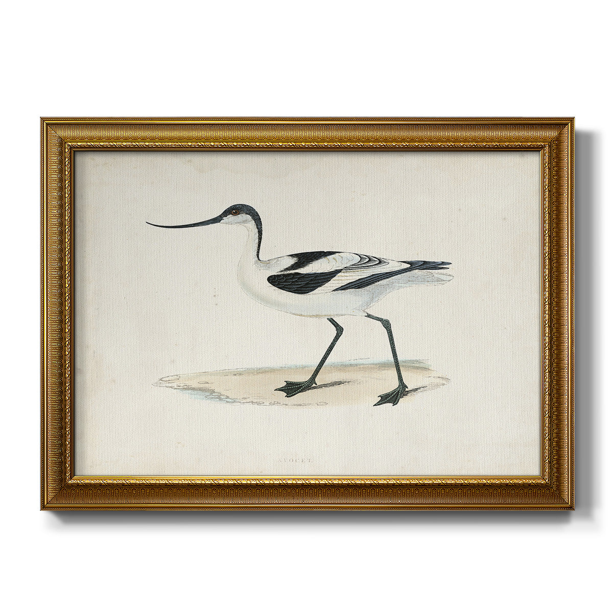 Morris Sandpipers IV - Ornate Framed Canvas Print