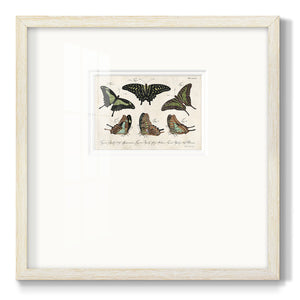 Crackled Butterflies II Premium Framed Print Double Matboard