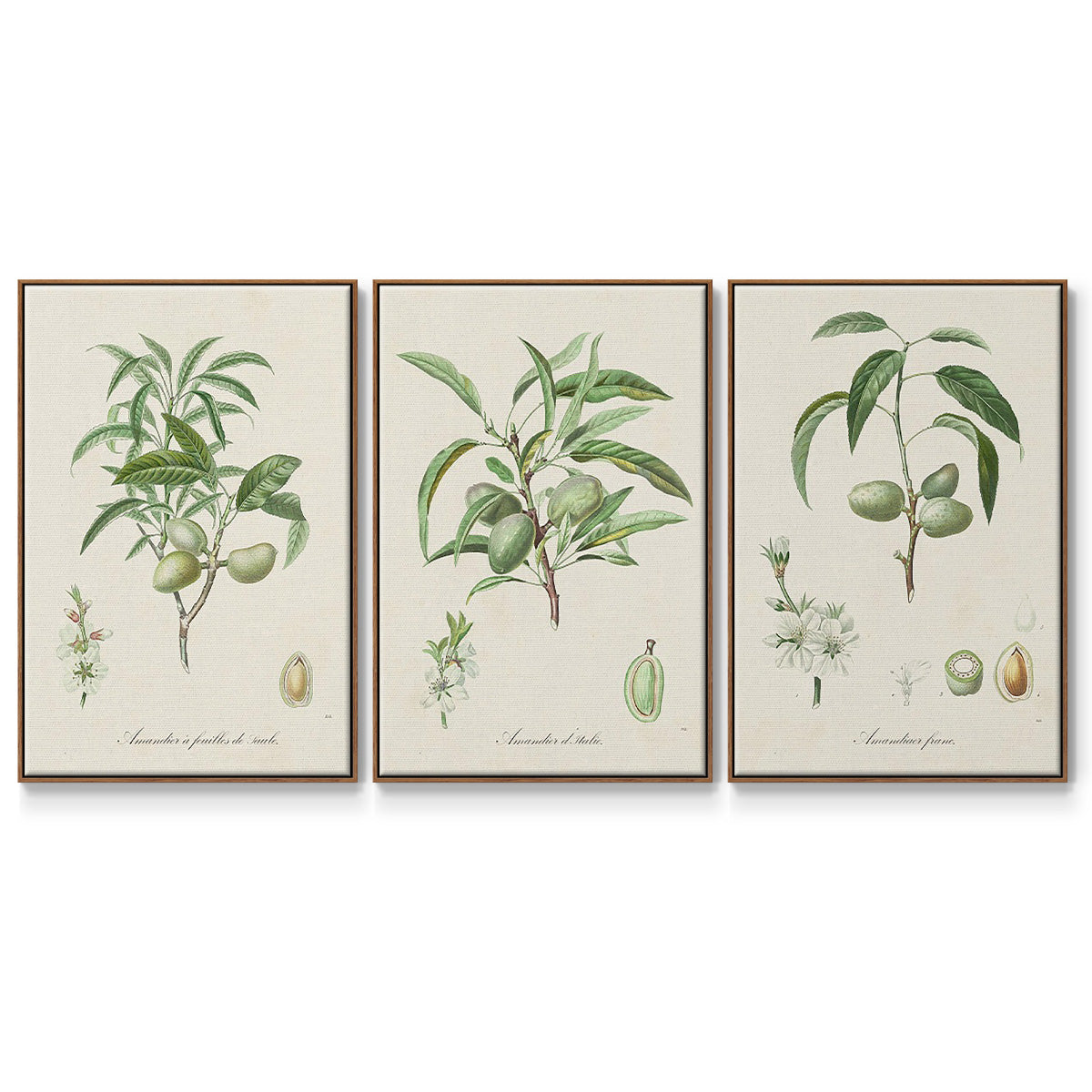 Antique Almond Botanical I - Framed Premium Gallery Wrapped Canvas L Frame 3 Piece Set - Ready to Hang