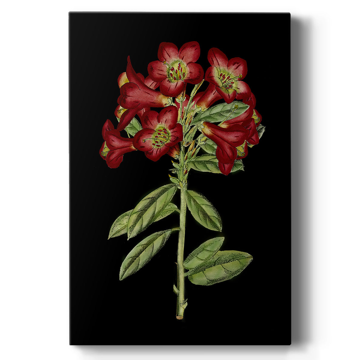 Crimson Flowers on Black (A) IV Premium Gallery Wrapped Canvas - Ready to Hang