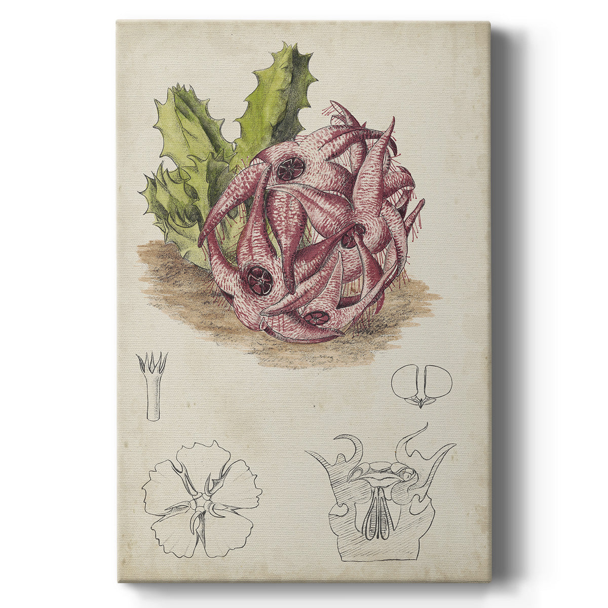 Antique Cactus III - Canvas Art Print