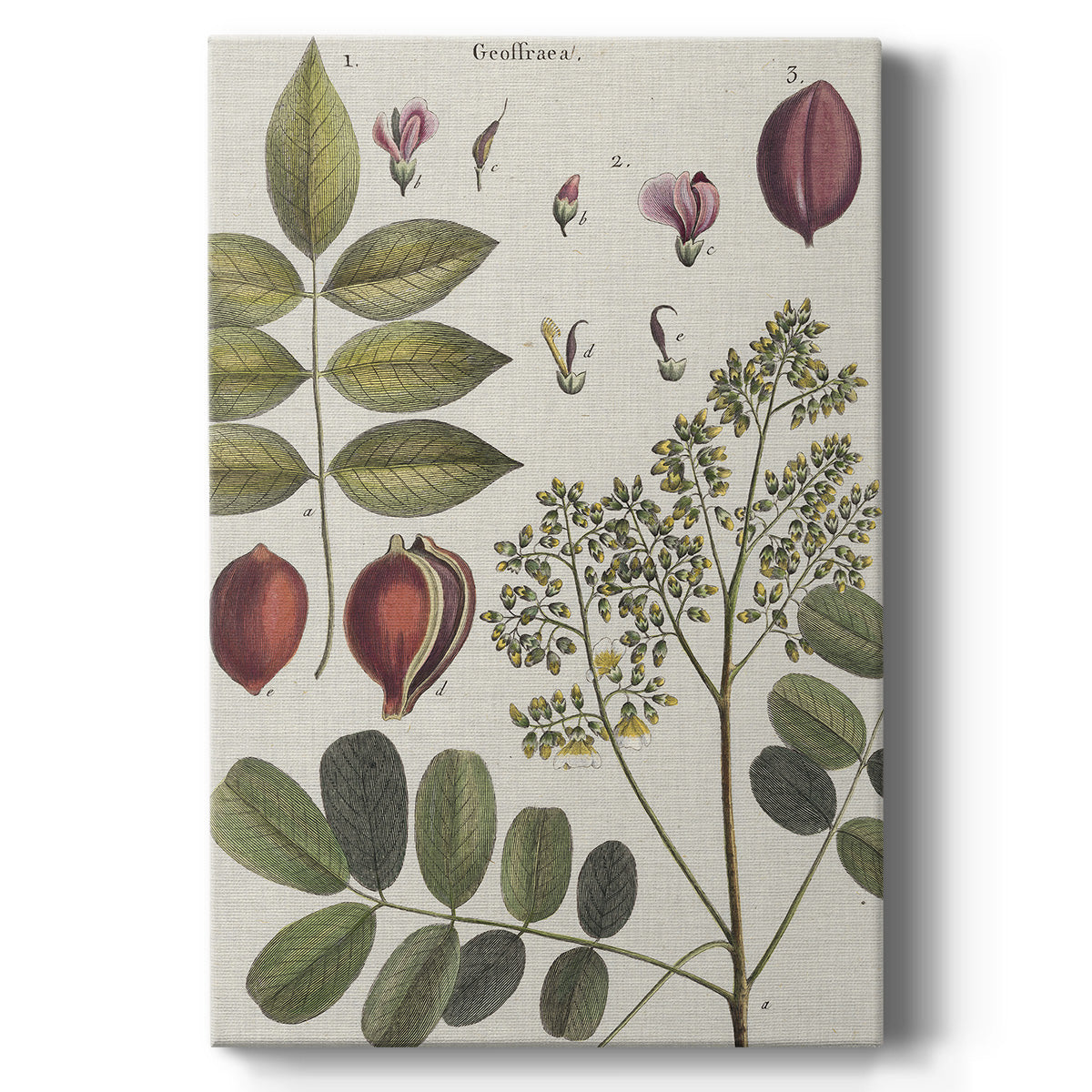 Exotic Botanique I - Canvas Art Print