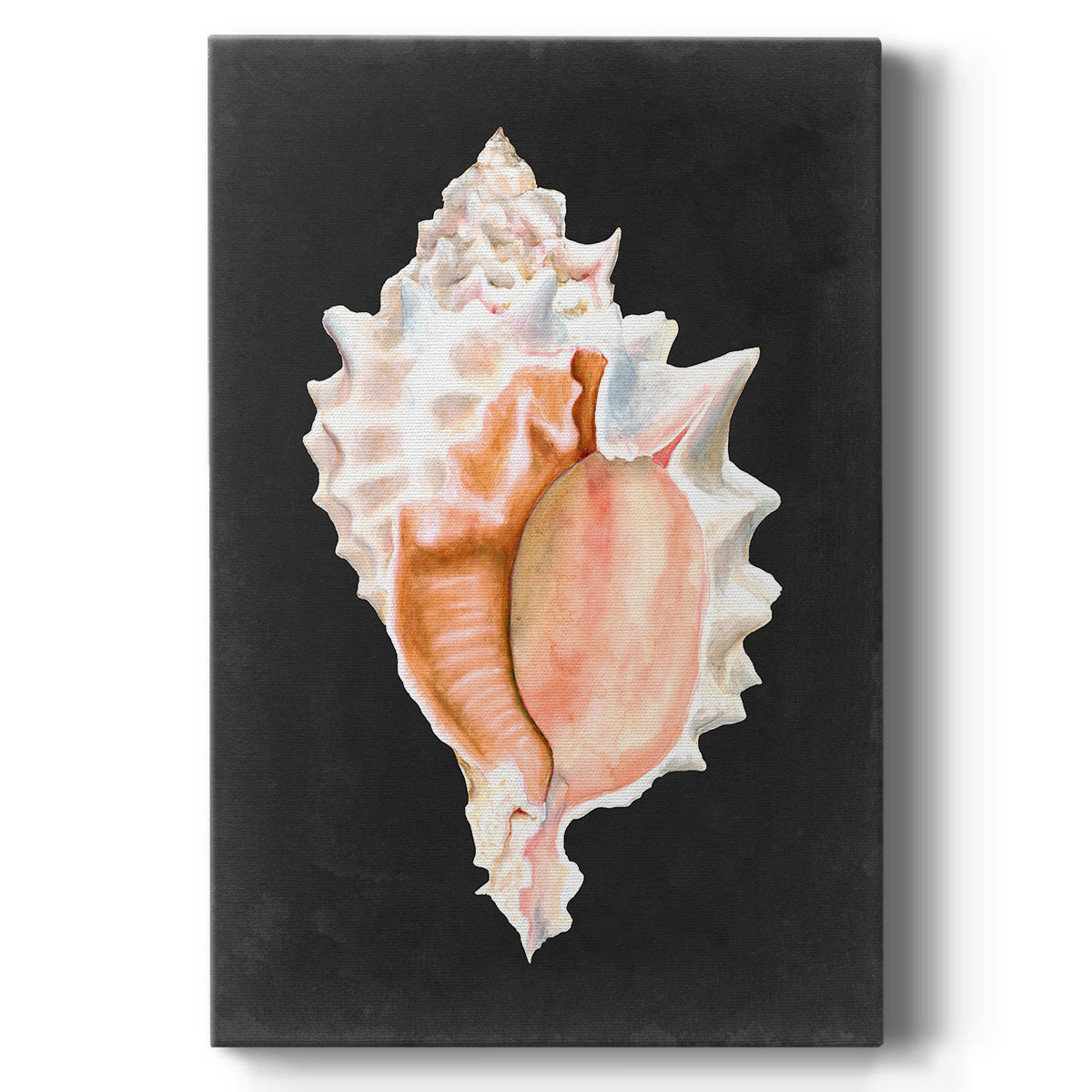 Graphic Pink Murex - Canvas Art Print
