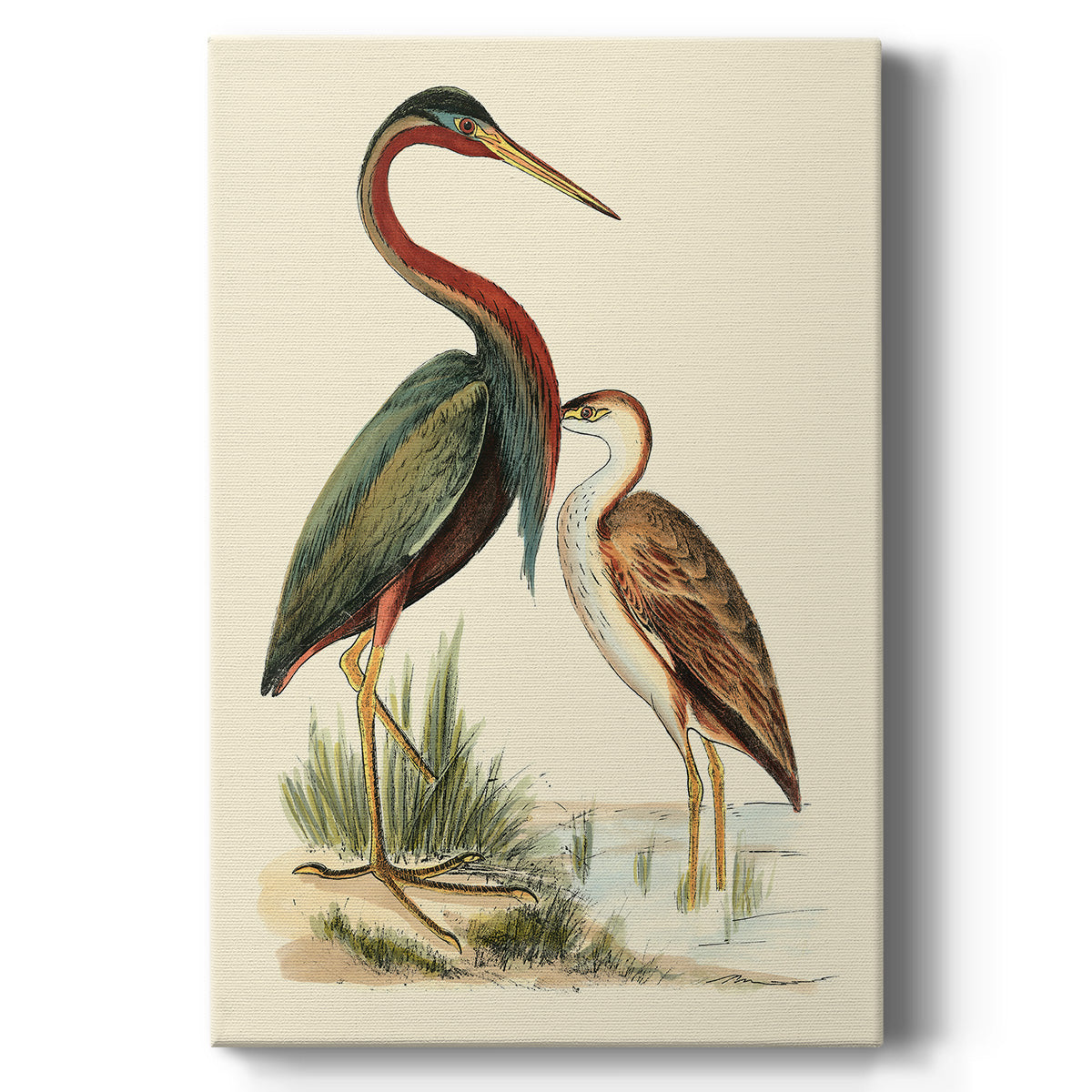 Water Birds III - Canvas Art Print
