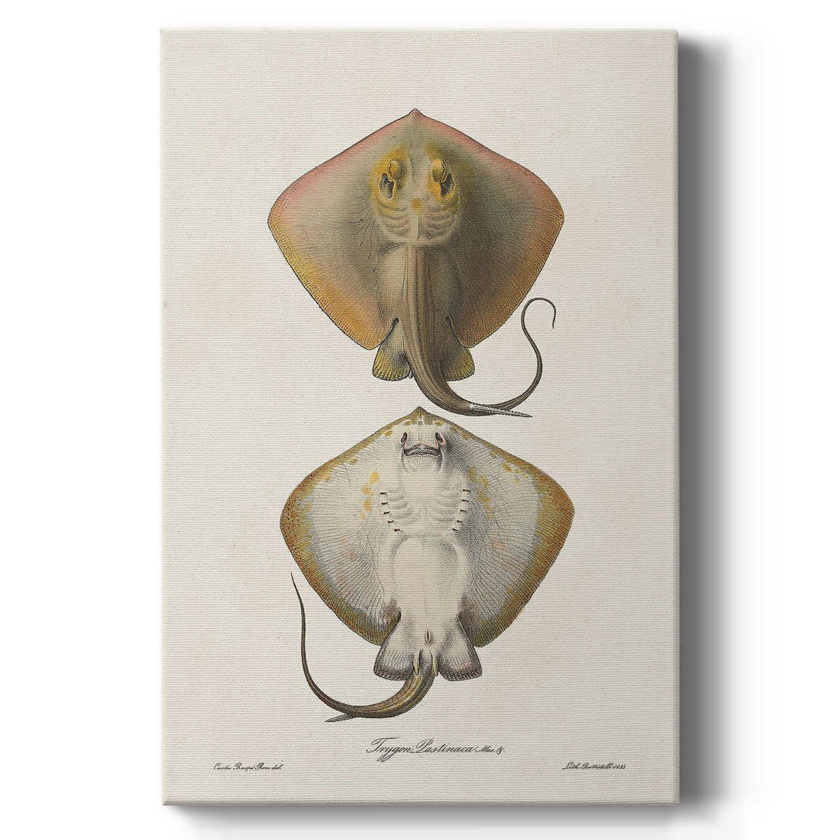 Antique Rays I - Canvas Art Print