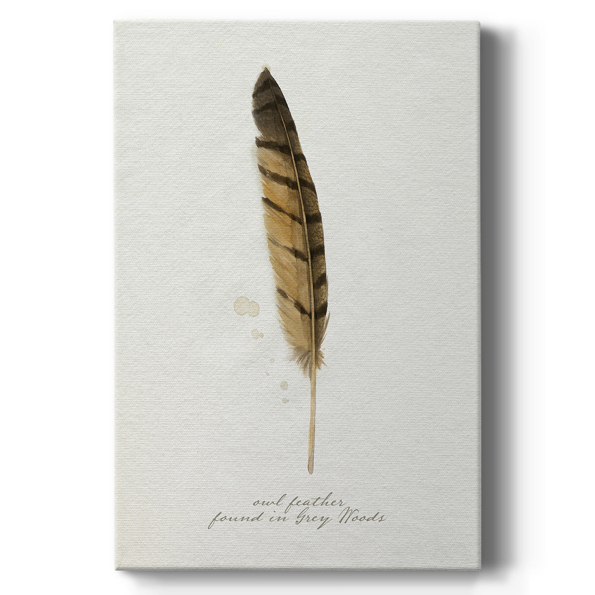 Found Feather III - Canvas Art Print