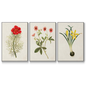 Flowers of the Seasons VI - Framed Premium Gallery Wrapped Canvas L Frame 3 Piece Set - Ready to Hang