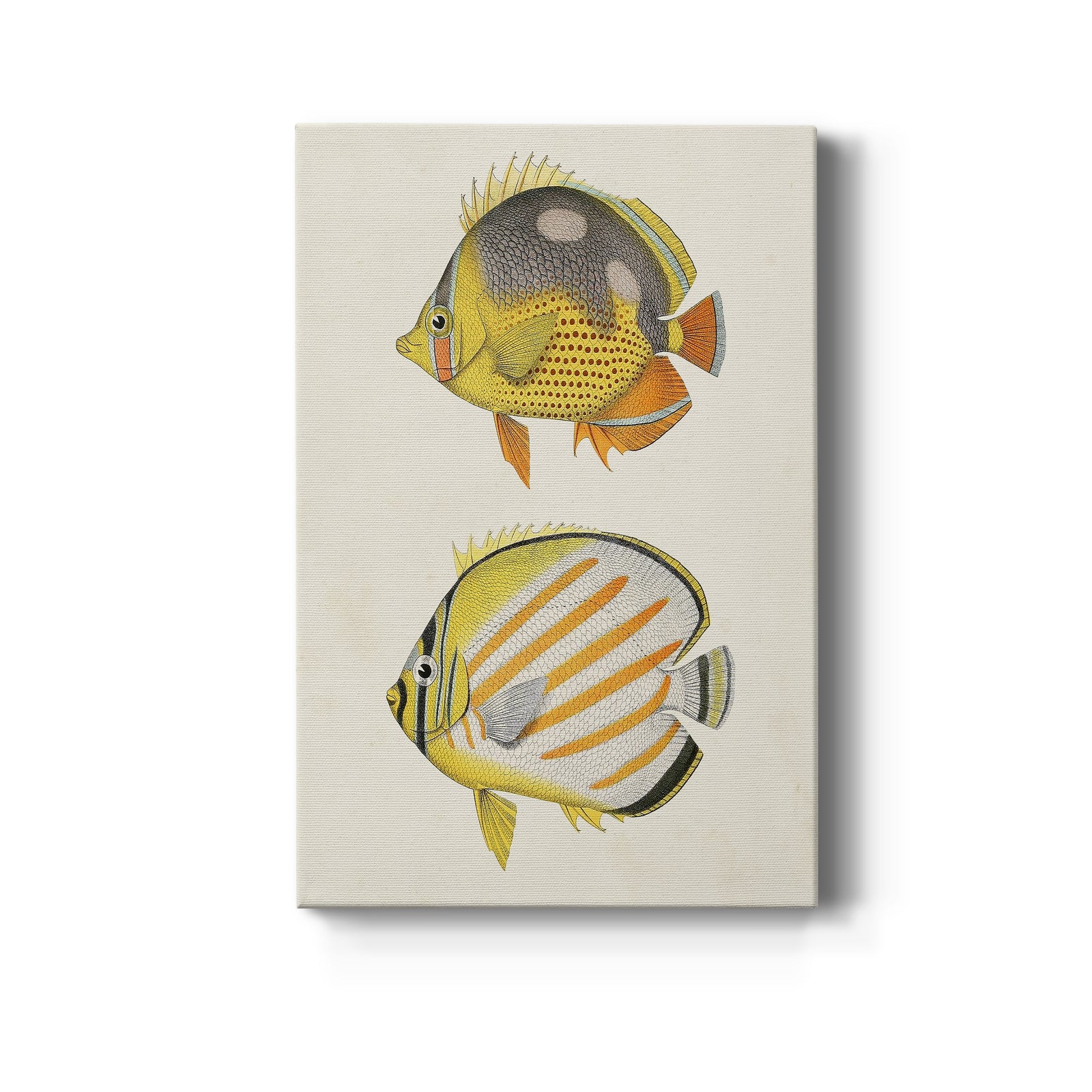 Yellow & Grey Fish IV - Canvas Art Print