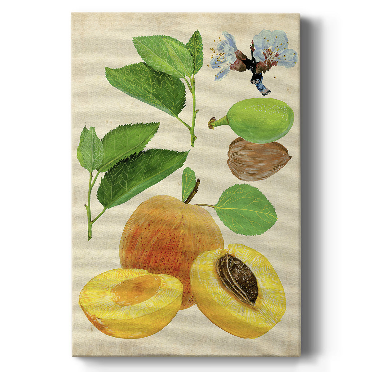 Apricot Study I - Canvas Art Print