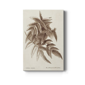 Sepia Fern Varieties IV Premium Gallery Wrapped Canvas - Ready to Hang