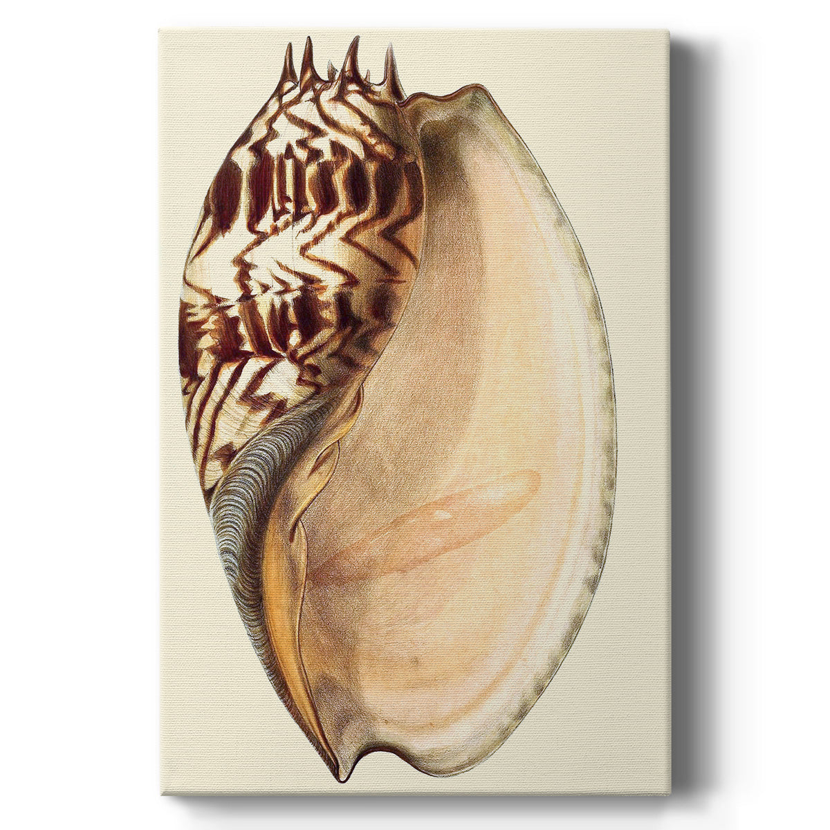 Splendid Shells II - Canvas Art Print