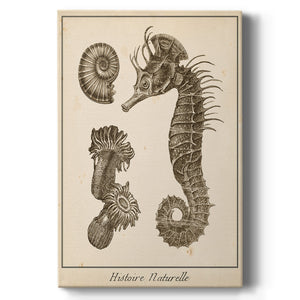 Seahorse Study II - Canvas Art Print