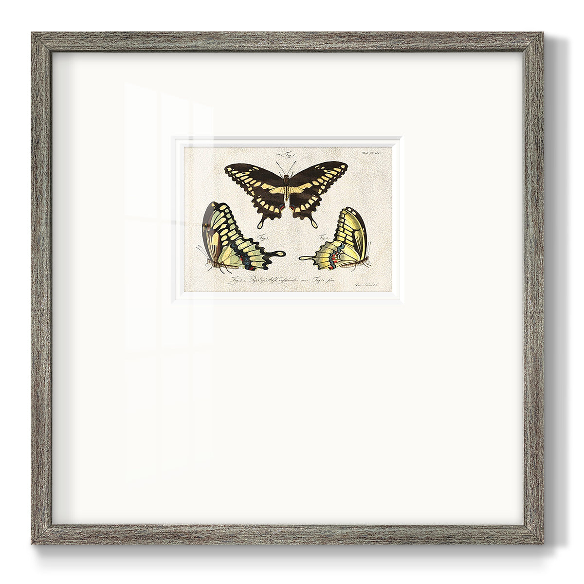 Crackled Butterflies I Premium Framed Print Double Matboard