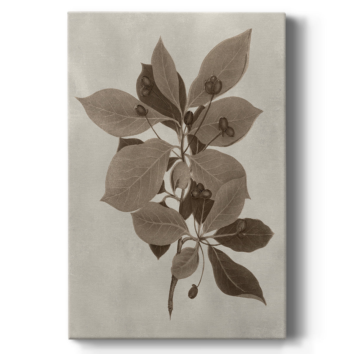 Arbor Specimen I - Canvas Art Print
