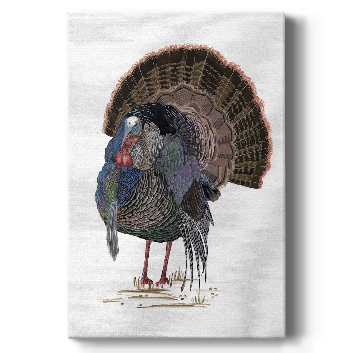 Turkey Study II Premium Gallery Wrapped Canvas - Ready to Hang
