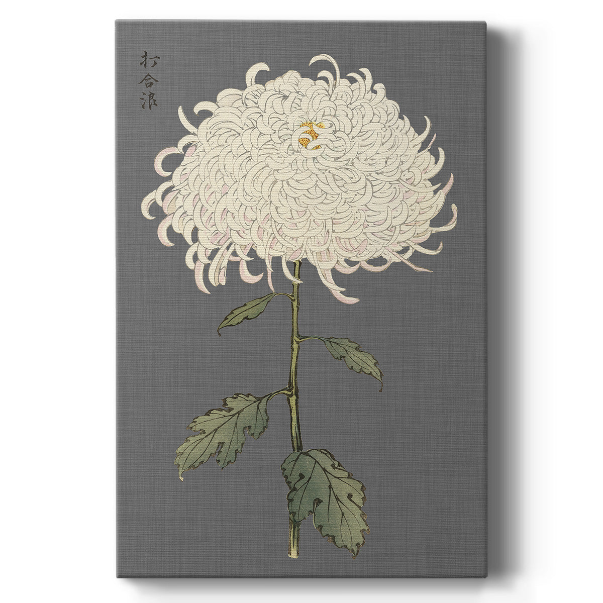 Dramatic Ivory Mums II - Canvas Art Print