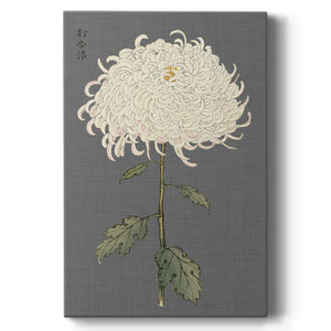 Dramatic Ivory Mums II Premium Gallery Wrapped Canvas - Ready to Hang