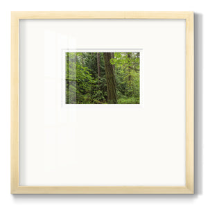 Calm of the Forest- Premium Framed Print Double Matboard