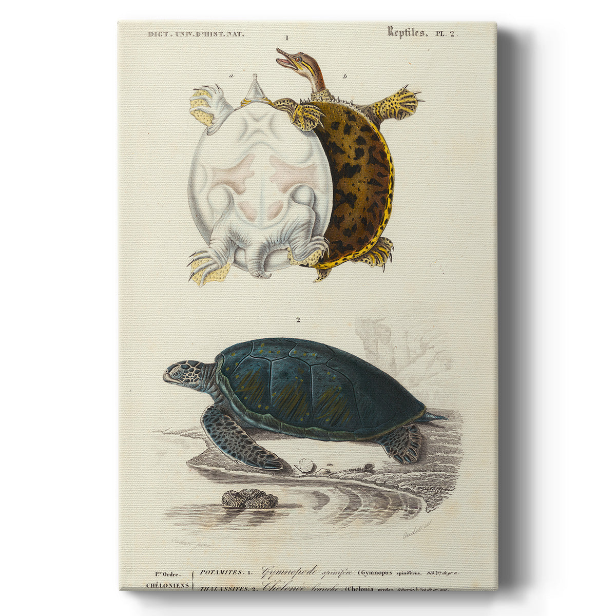 Antique Turtle Duo I - Canvas Art Print