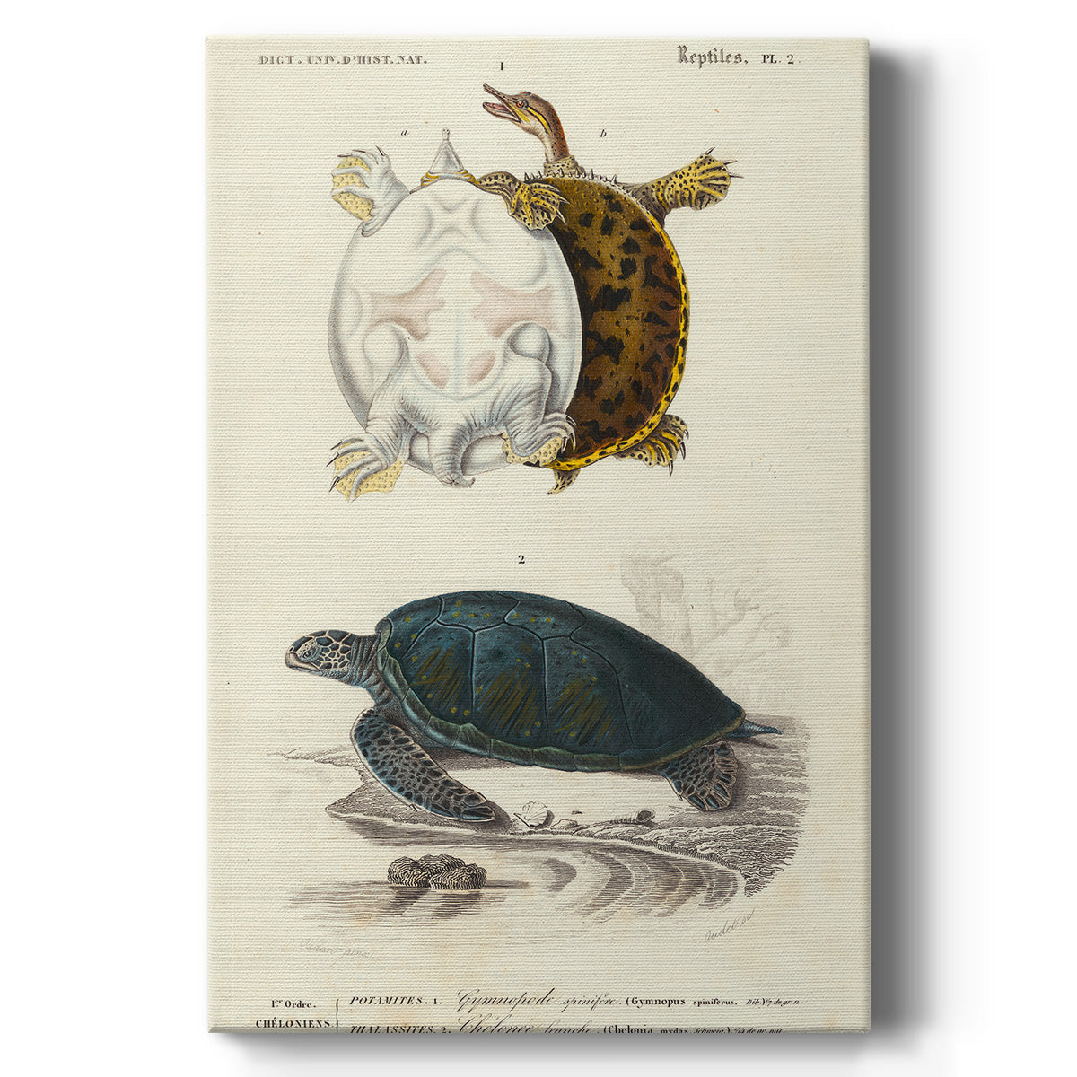Antique Turtle Duo I Premium Gallery Wrapped Canvas - Ready to Hang