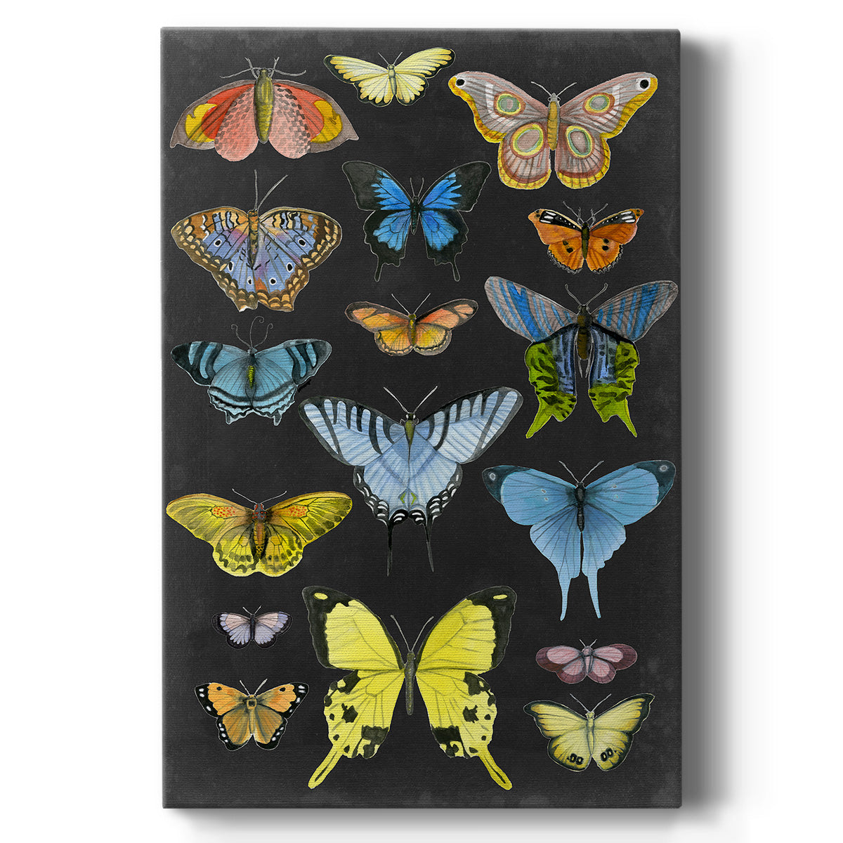 Graphic Butterfly Taxonomy II - Canvas Art Print