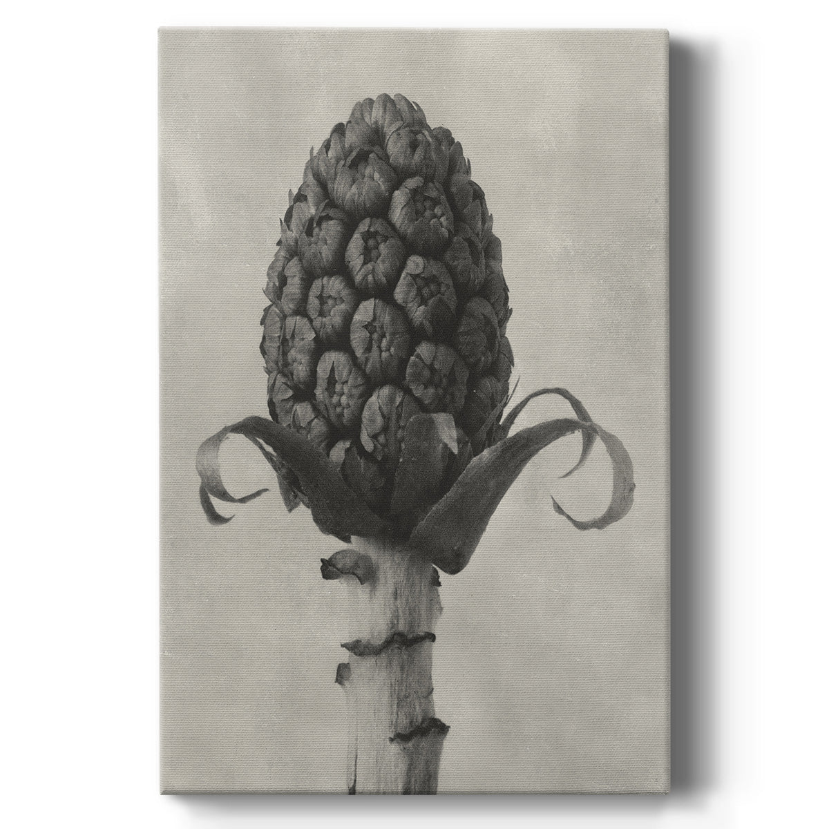 Blossfeldt Botanical IV - Canvas Art Print