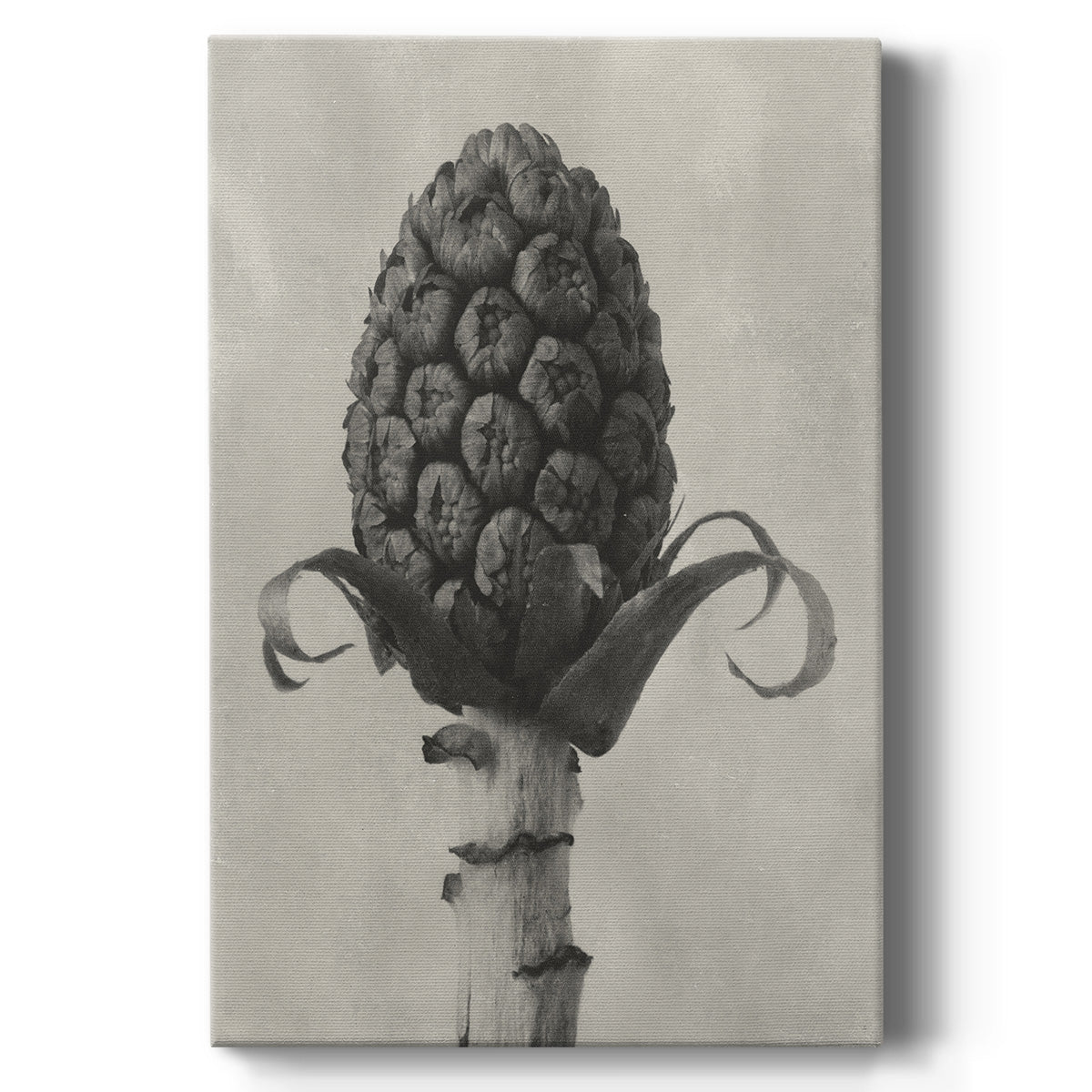 Blossfeldt Botanical IV Premium Gallery Wrapped Canvas - Ready to Hang