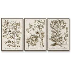 Sepia Botanical Journal I - Framed Premium Gallery Wrapped Canvas L Frame 3 Piece Set - Ready to Hang