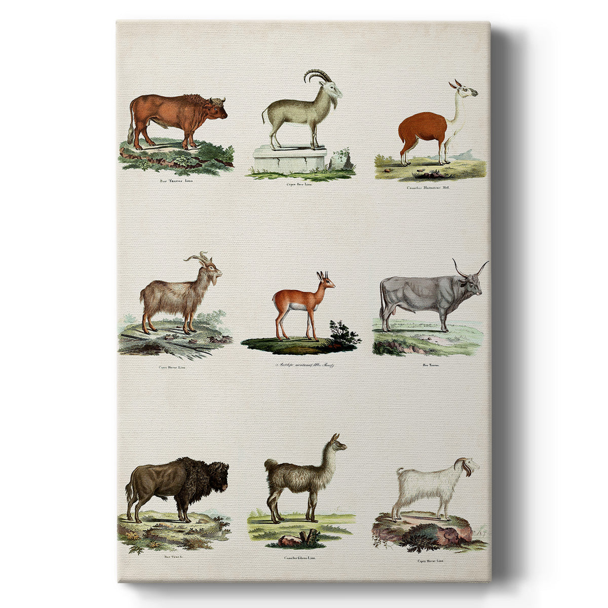 Antique Animal Chart I - Canvas Art Print