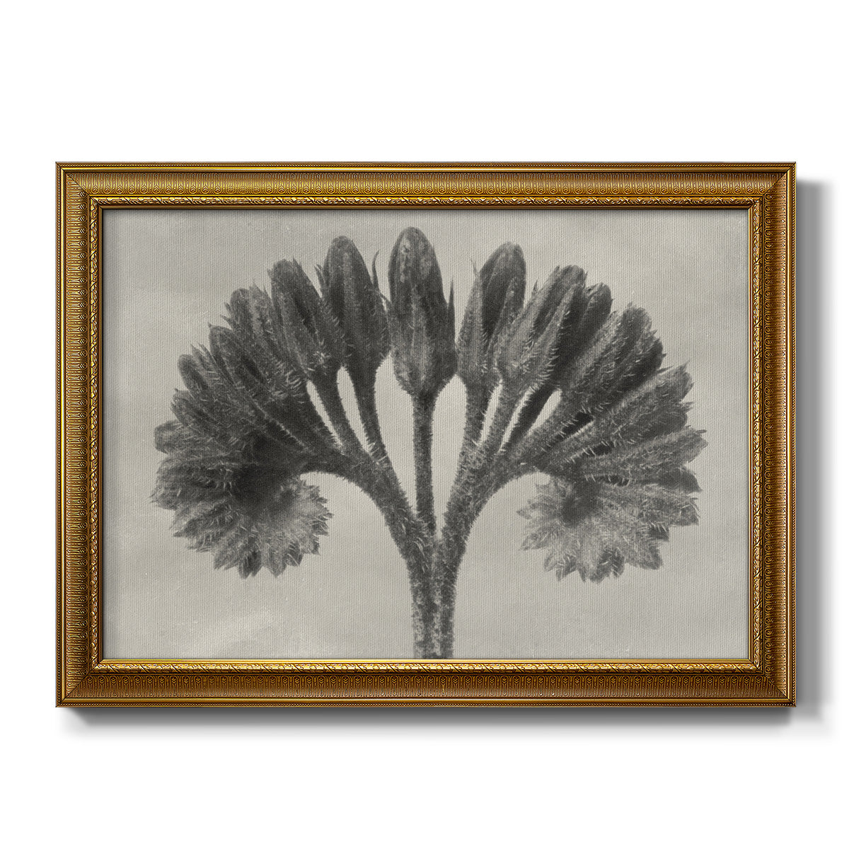 Blossfeldt Botanical VII - Ornate Framed Canvas Print