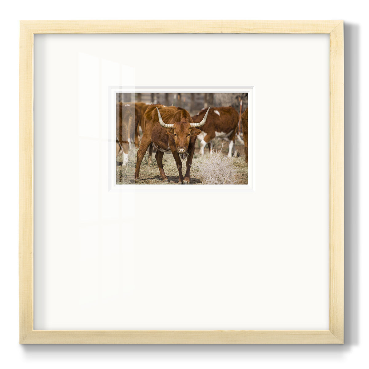 Longhorns- Premium Framed Print Double Matboard