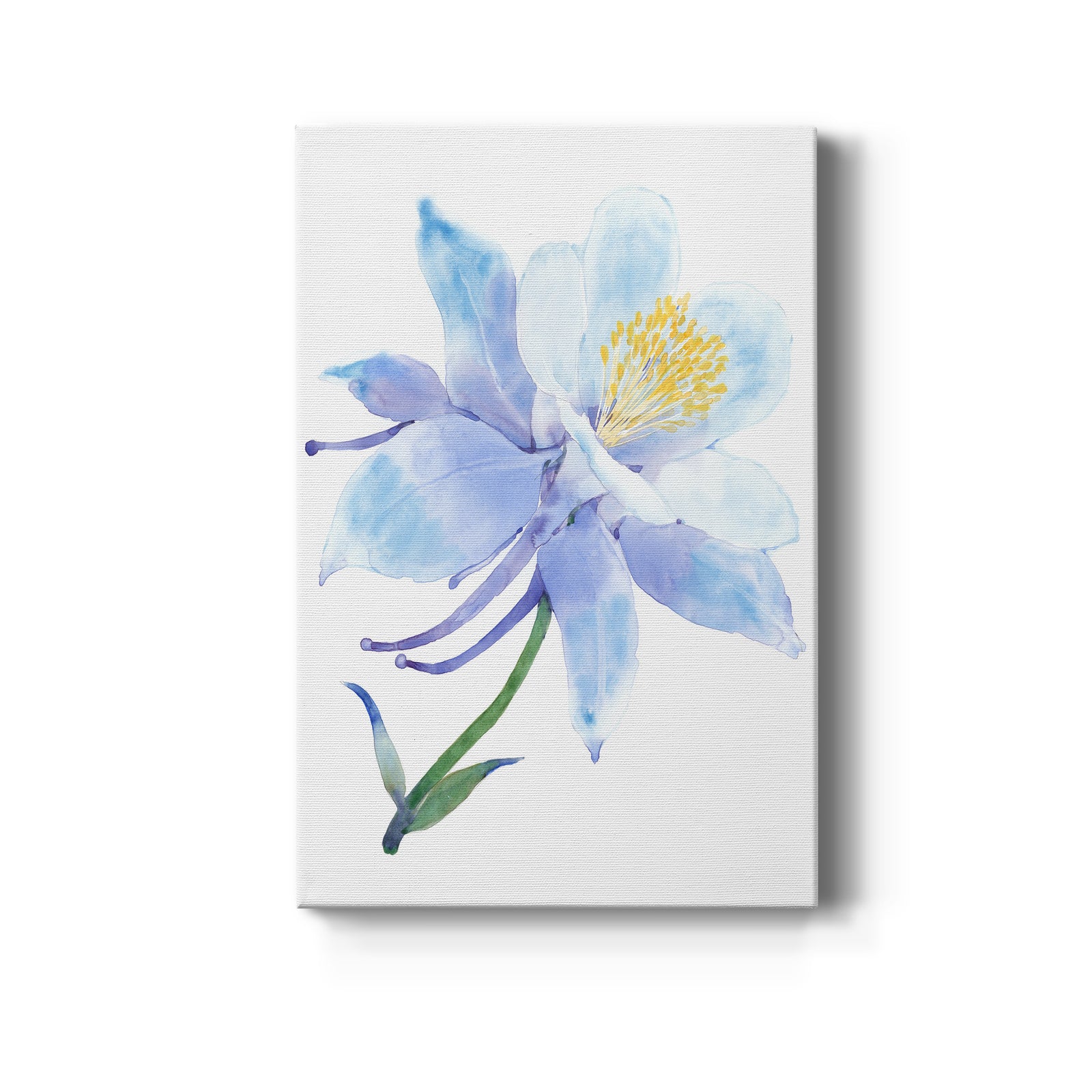 Columbine Bloom I - Canvas Art Print