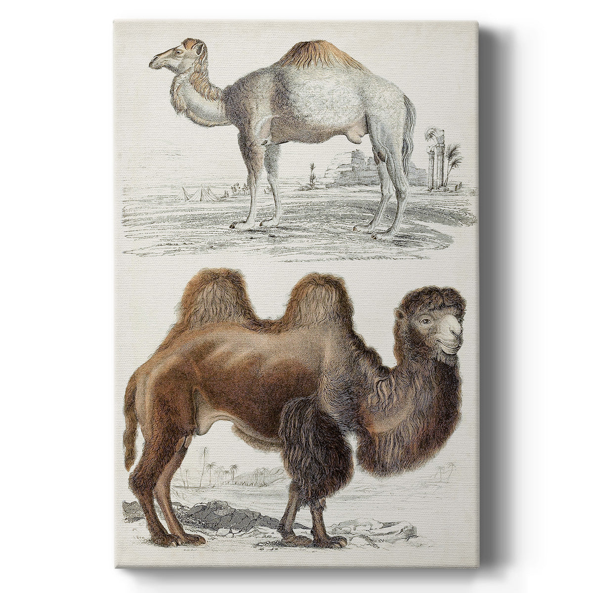 Journal of Natural History III - Canvas Art Print