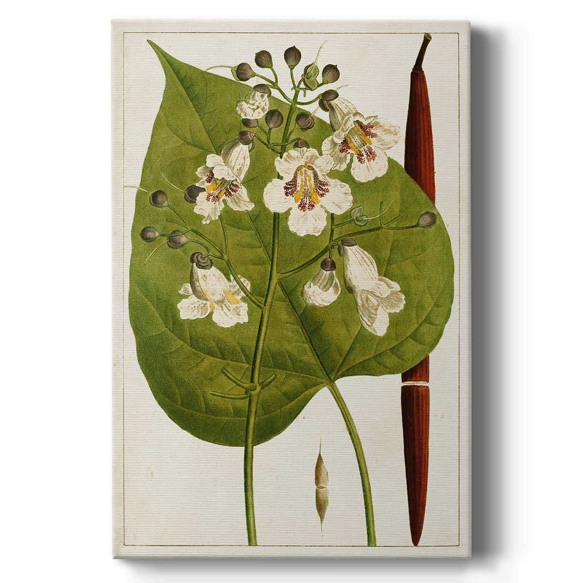 Antique Flowering Trees V - Canvas Art Print