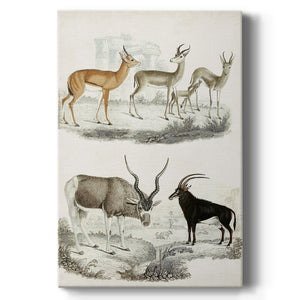 Journal of Natural History VIII - Canvas Art Print