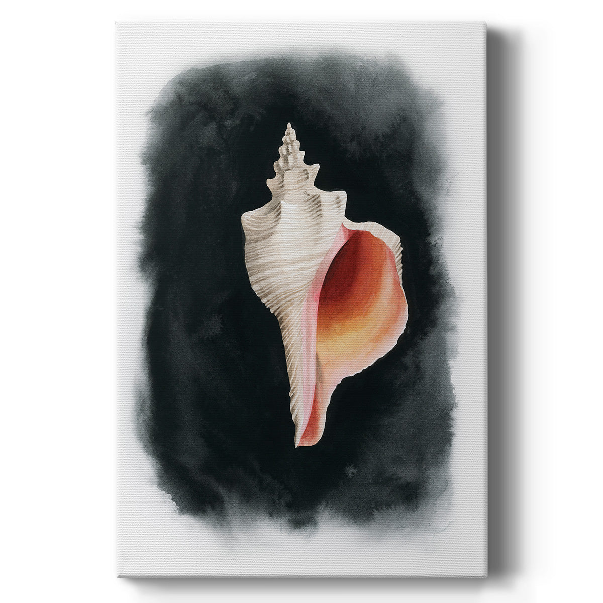 Conch on Black II - Canvas Art Print