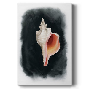 Conch on Black II - Canvas Art Print