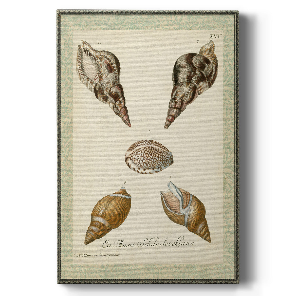 Bookplate Shells VIII - Canvas Art Print
