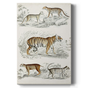 Journal of Natural History II - Canvas Art Print