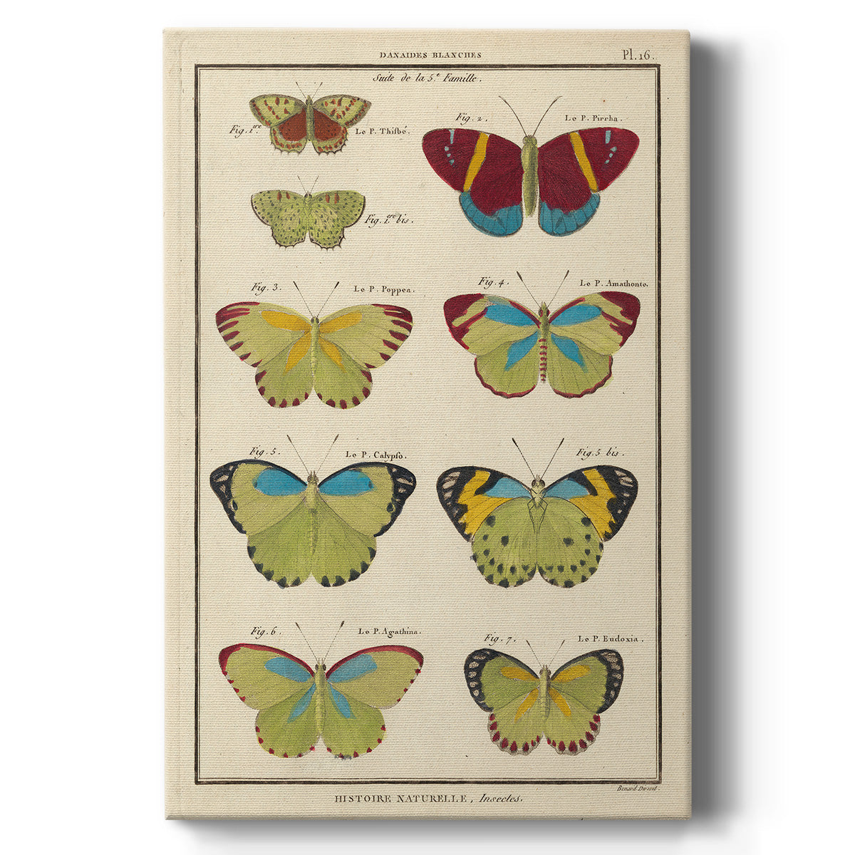 Histoire Naturelle Butterflies II - Canvas Art Print