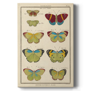 Histoire Naturelle Butterflies II - Canvas Art Print
