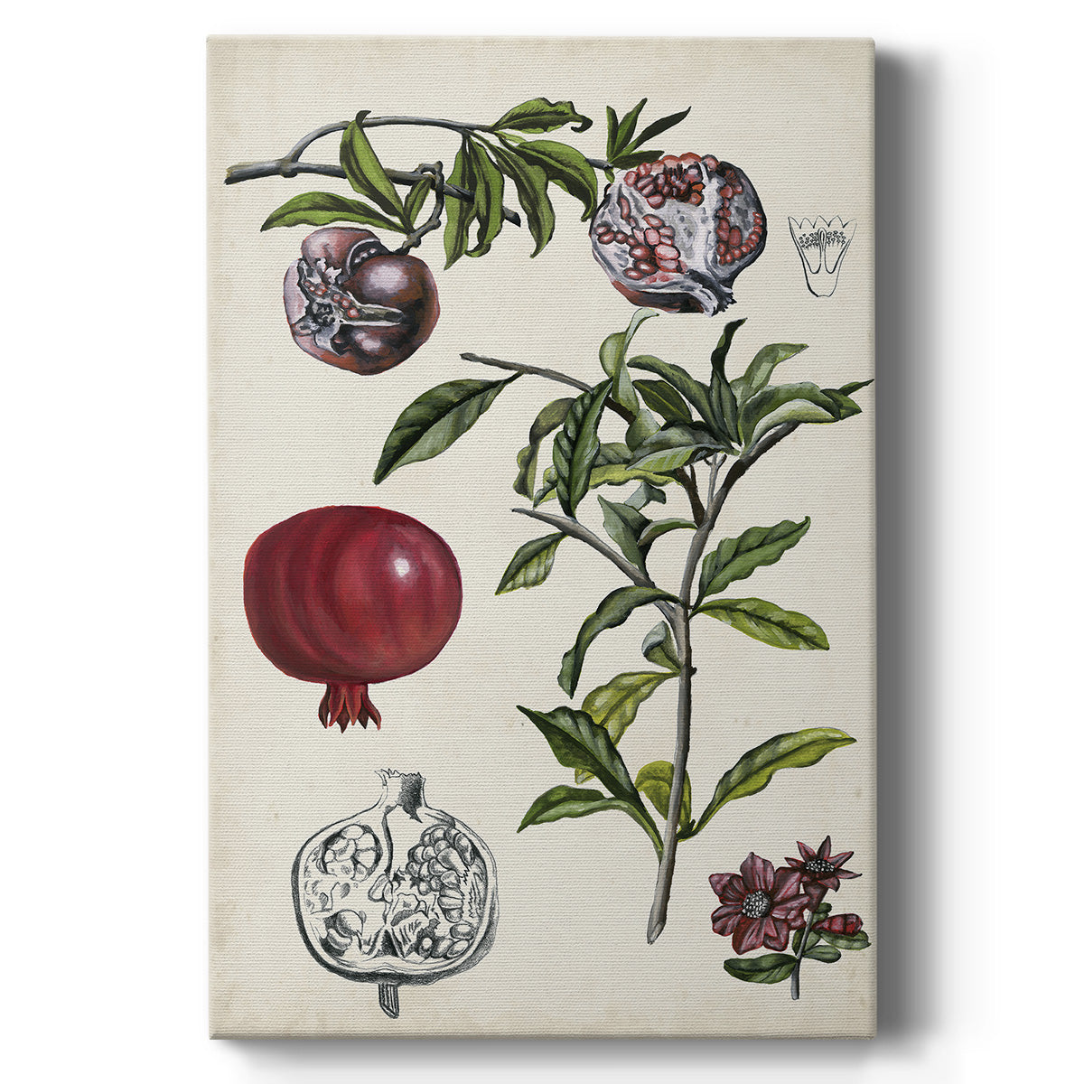 Pomegranate Composition I Premium Gallery Wrapped Canvas - Ready to Hang