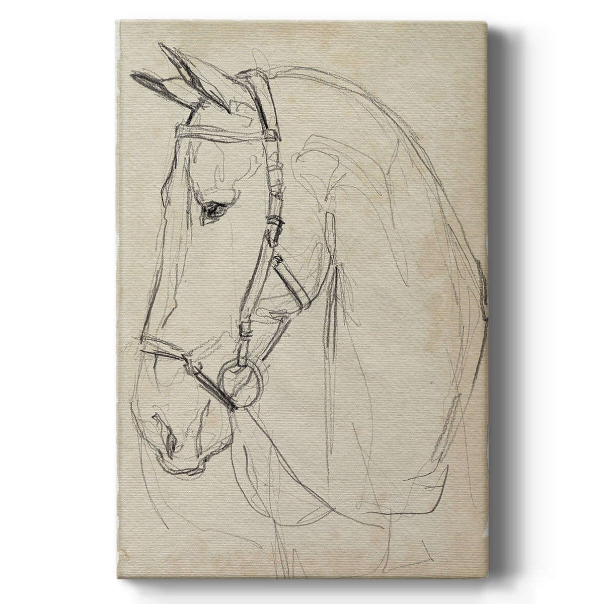 Horse in Bridle Sketch II - Canvas Art Print
