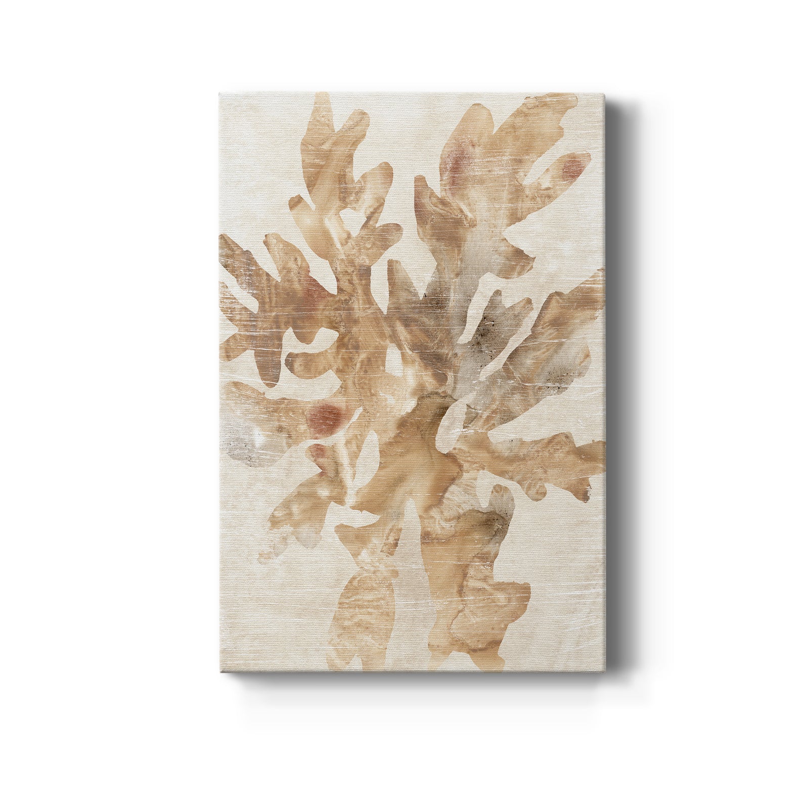 Parchment Coral IV - Canvas Art Print