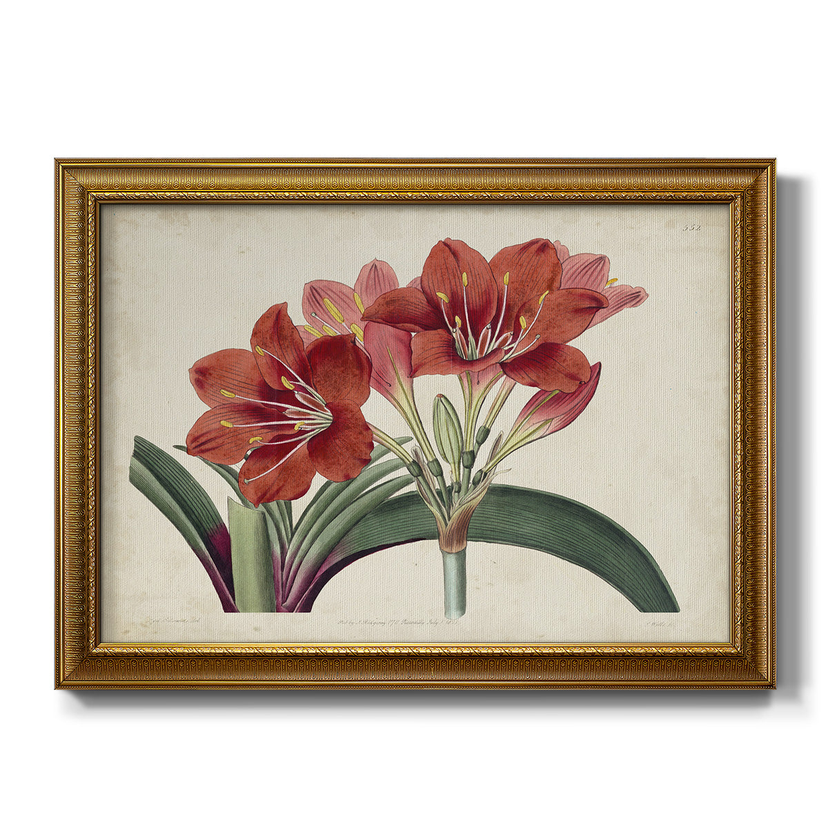 Amaryllis Splendor II - Ornate Framed Canvas Print